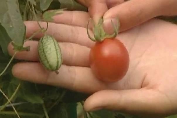 mini lubenice 2 centimetra