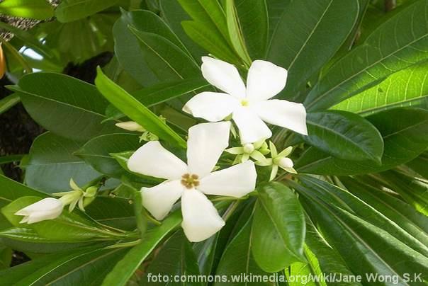 Cerbera odollam samoubilačko drvo