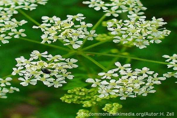 Kukuta Conium maculatum