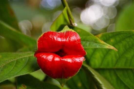 Psychotria Elata ili Kurvine usne svaka slučajnost sa usnama je namerna