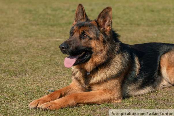 pas nemački ovčar