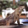 iguana