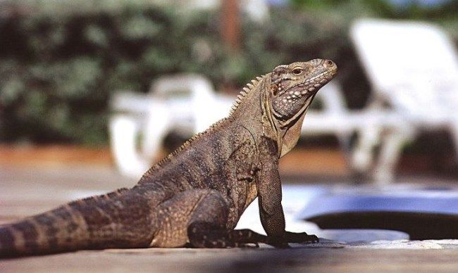 iguana