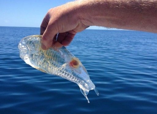 Salpa maggiore (Salpa maxima).