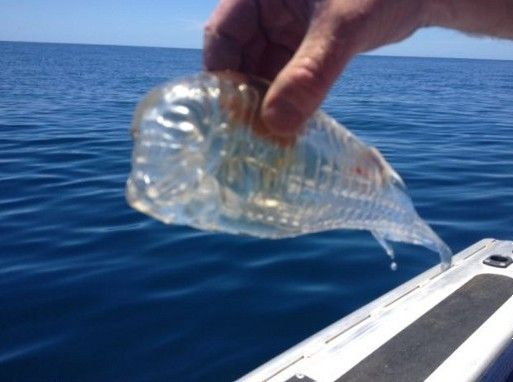 Salpa maggiore (Salpa maxima).