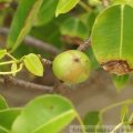 Manchineel drvo