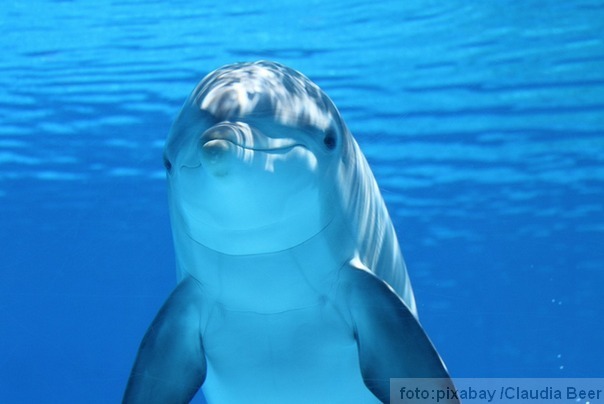 delfin