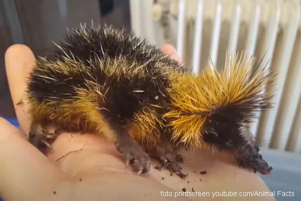 Hemicentetes-semispinosus