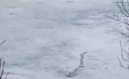 misteriozno stvorenje