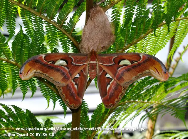 Attacus_atlas
