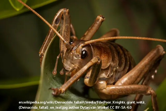 Deinacrida_fallai