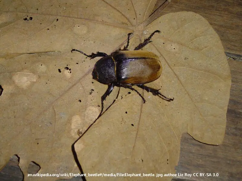  elephant beetle (Megasoma elephas) 