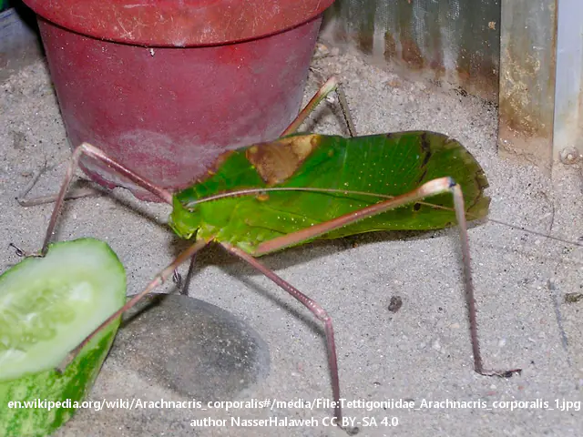 Macrolyristes corporalis