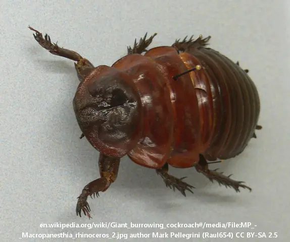 Macropanesthia rhinoceros