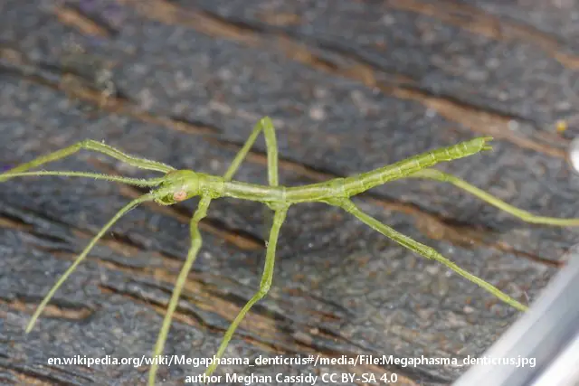 Megaphasma_denticrus