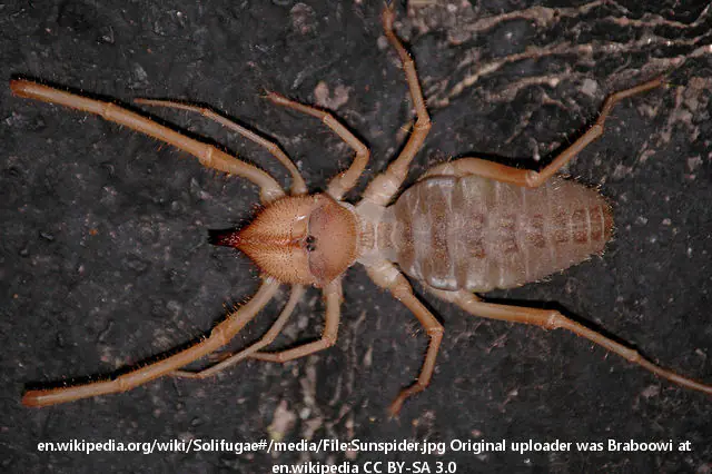 Solifugae