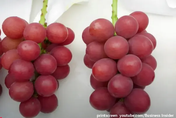 Rubin Roman grožđe