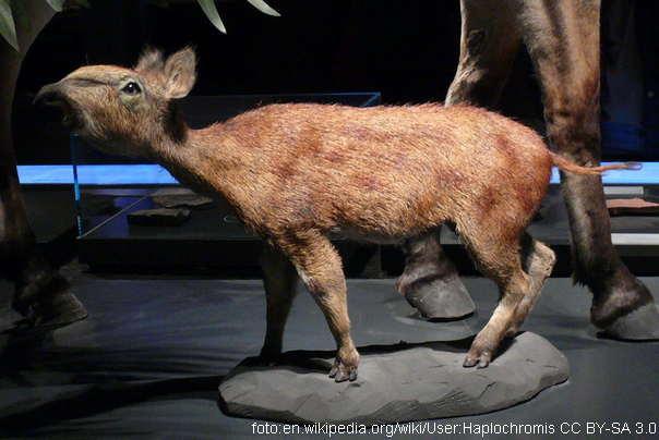 Pulmonoscorpius kirktonensis