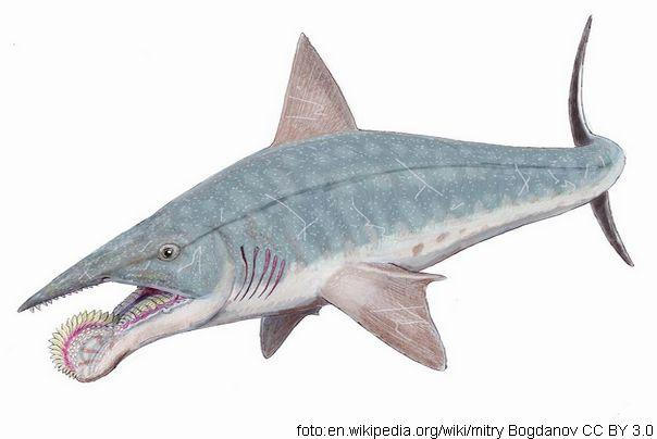 Helicoprion
