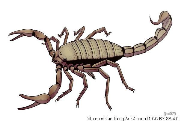 Pulmonoscorpius kirktonensis