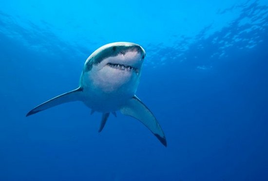 najsmrtonsoja životinja bela ajkula bela ajkula