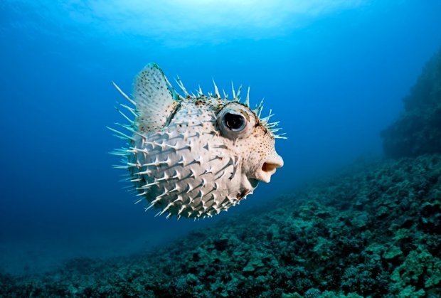 fugu riba fugu riba