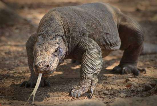 smrtnosne životinje1 komodo zmaj