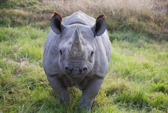 smrtonosne životinje nosorog nosorog