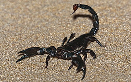 smrtnosne životinje skorpija