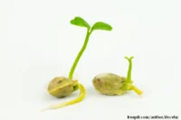 ILUSTRACIJA:klijanje semena