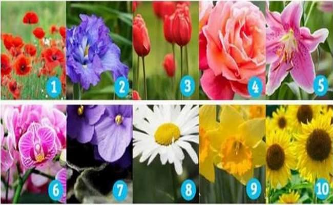 test cveće šta govori o vama