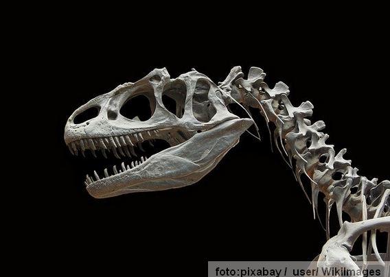 dinosaurus lobanja na marsu