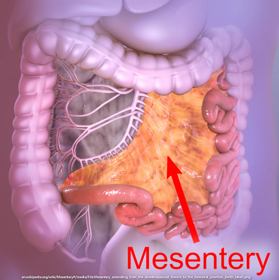 Mezenterijum novi organ