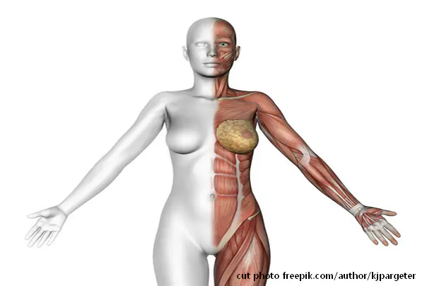 žensko telo anatomija