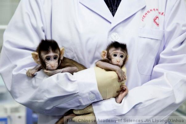 po prvi put klonirani Majmuni iz Kine