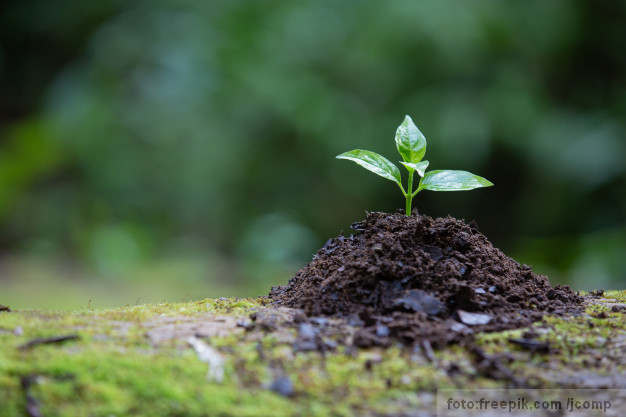 Ilustracija:Mlada biljka