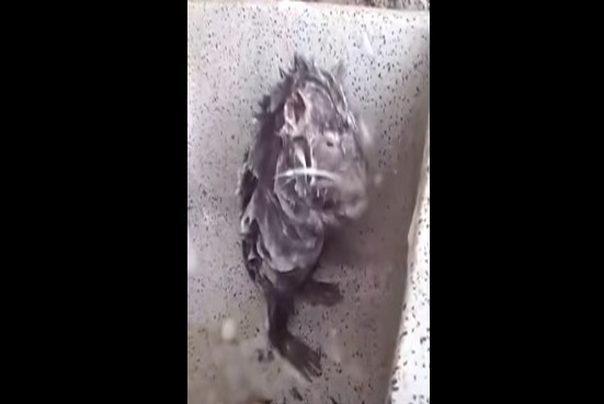 pacov koji se tušira kao čovek