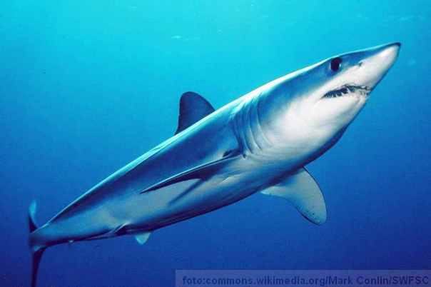 Ilustracija: Ajkula vrste Mako
