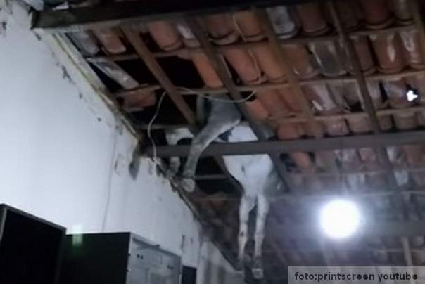 magare propalo kroz krov kuće