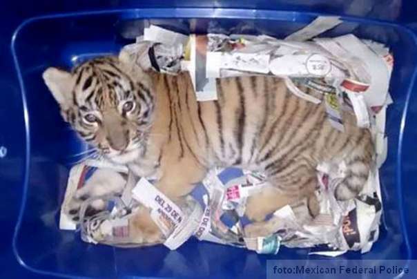 mladunče tigra poslato poštom