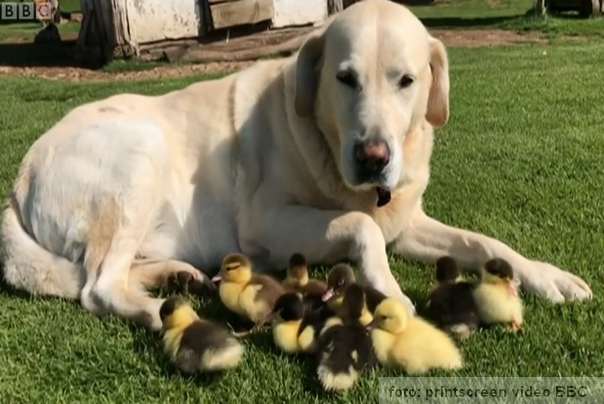 labrador pas tata paćićima