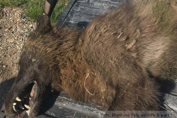 misteriozna životinja pas vuk ili nešto treće?