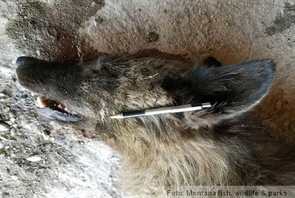 misteriozna životinja pas vuk ili ne&scaron;to treće