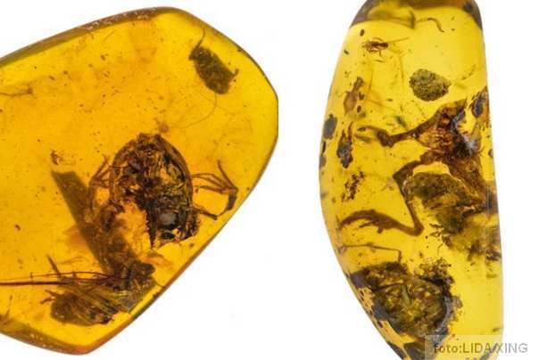 žabe stare 99 miliona godina pronađene u ćilibaru