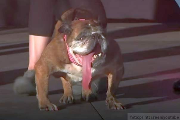 najruzniji pas na svetu zaza