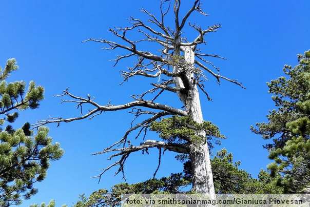najstarije drvo u Evropi Italija