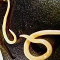 Drevni nematodi(crvi) stari više hilajda godina