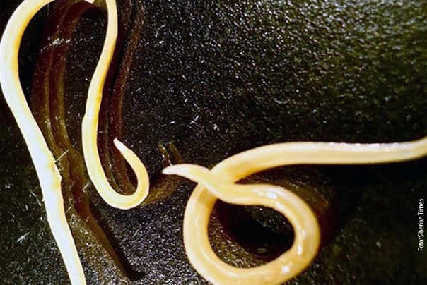 Drevni nematodi(crvi) stari više hilajda godina