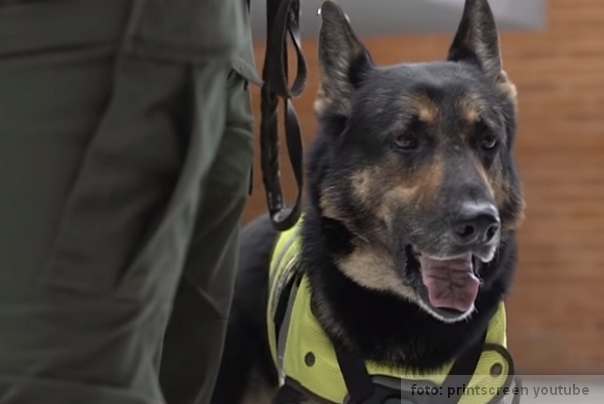 sombra policijski pas čija je glava ucenjena