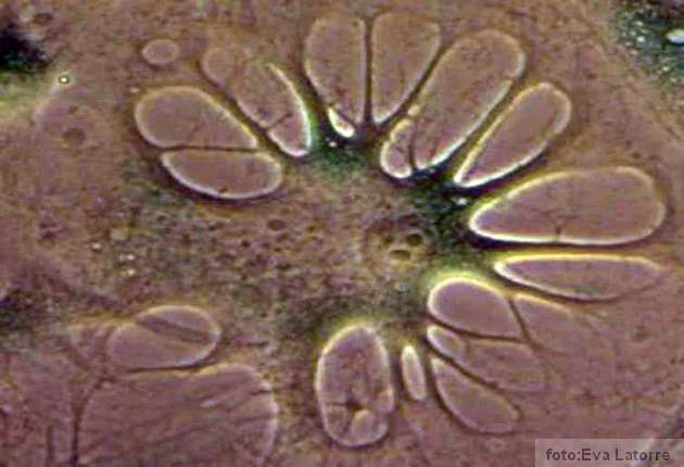 obrnuta ljudska ćelija Lorna Harries i Matt Whiteman